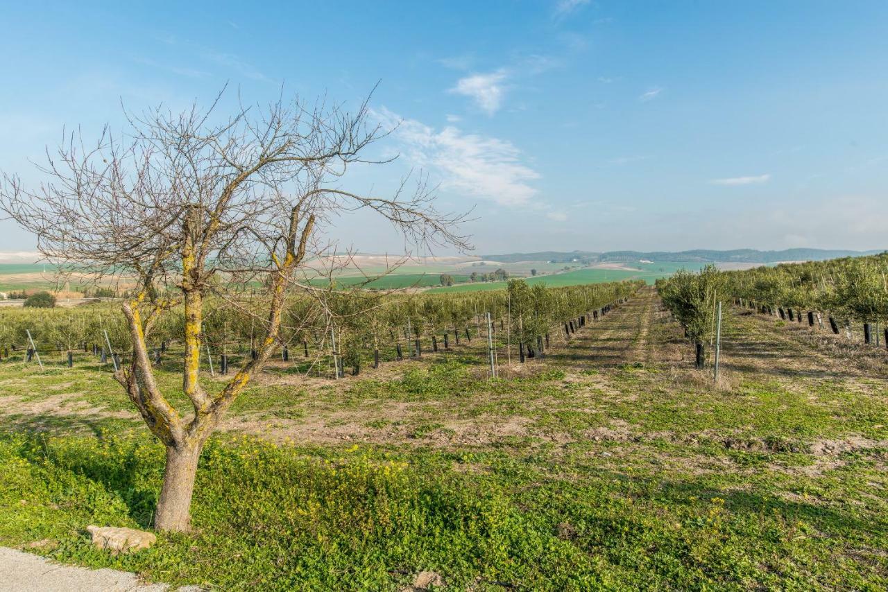 Vivienda Rural Olivar De San Telmo Arcos de la Frontera Exterior photo